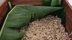 Cacao bean fermentation process