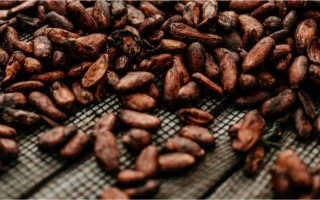 Cacao bean fermentation process
